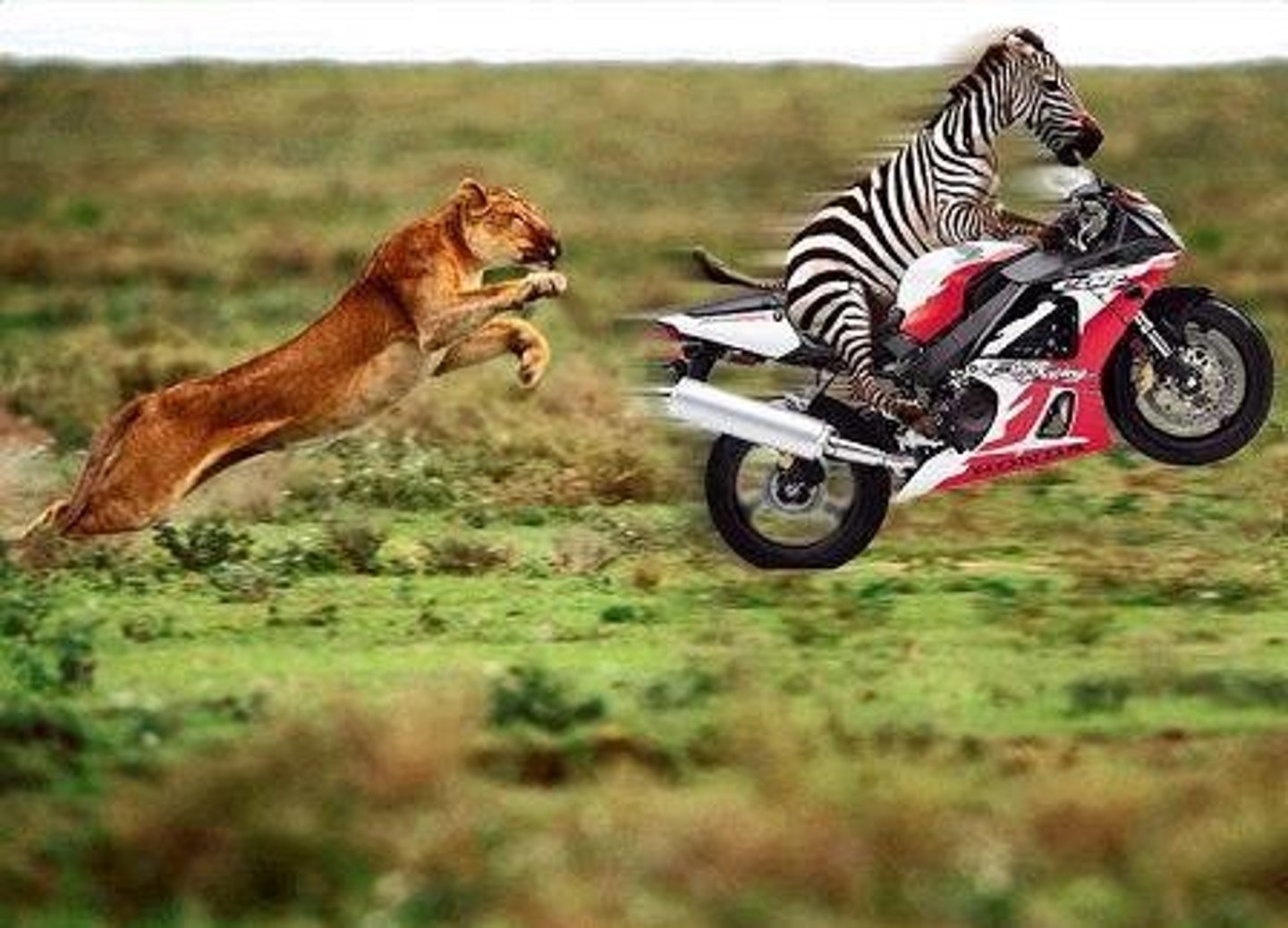 <p>to chase</p>