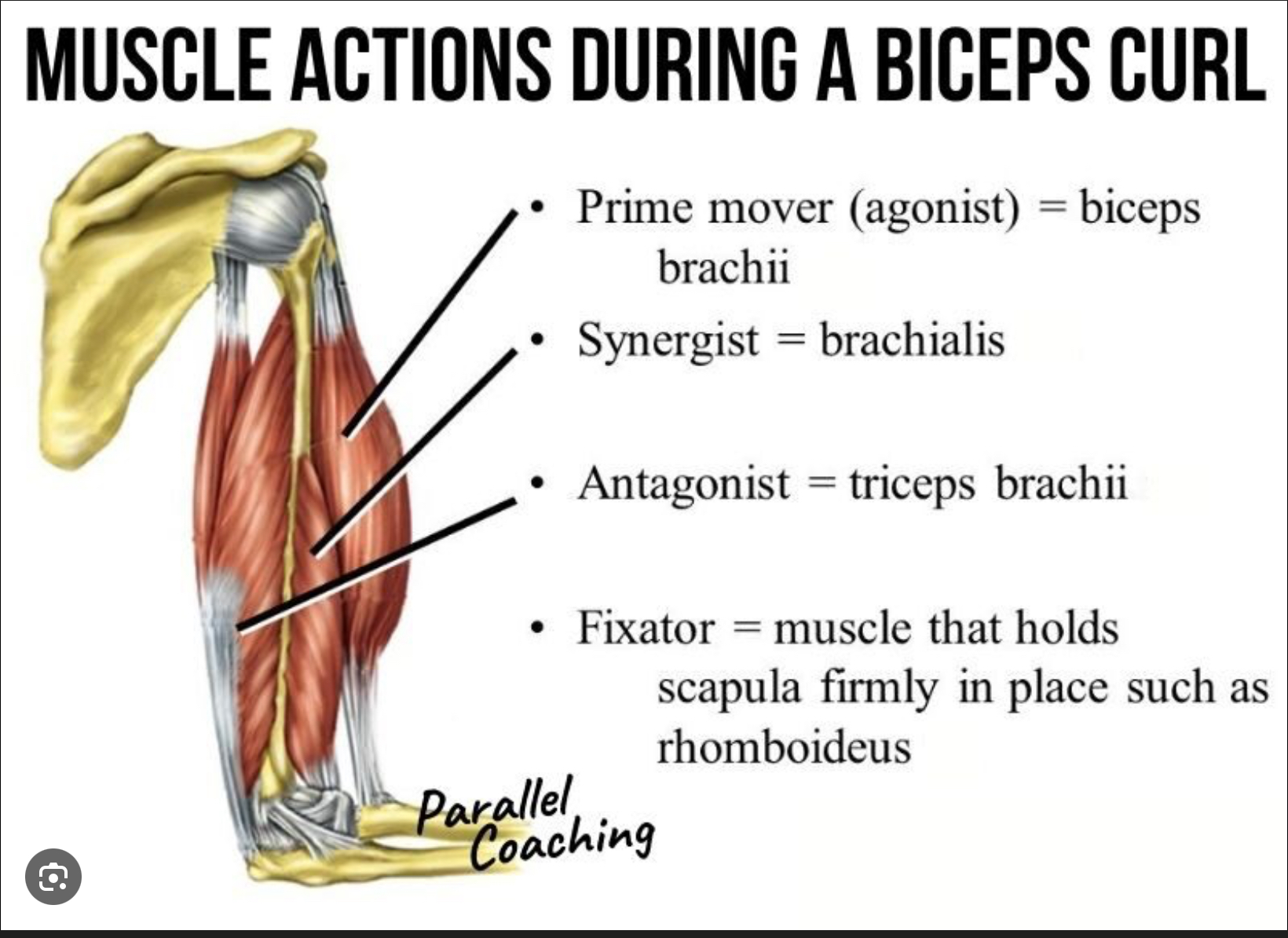 <p>Muscle that oppose or reverse a particular movement</p>