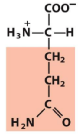 <p>Identify this amino acid</p>