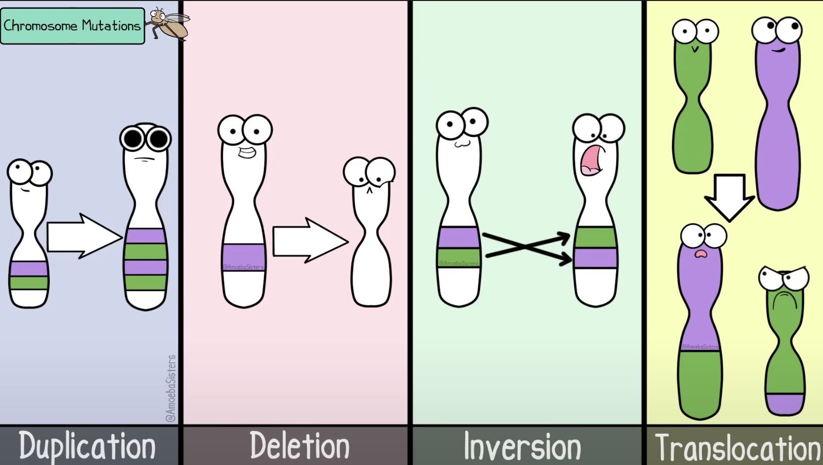 <ul><li><p>Duplications: where extra copies of genes are generated</p></li><li><p>Deletion: some of the genetic material breaks off</p></li><li><p>Inversion: a broken chromosome section gets inversed </p></li><li><p>translocation: fragment from one chromosome breaks off and attaches to another</p></li></ul><p></p>