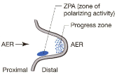 <p>a specific region in the <span>limb bud</span> that acts as a signaling center along the anteroposterior axis of the limb</p>