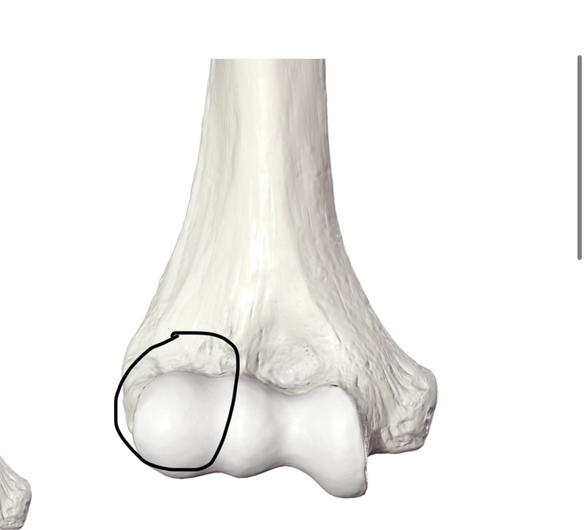 <p>Hoe heet dit botpunt?</p>