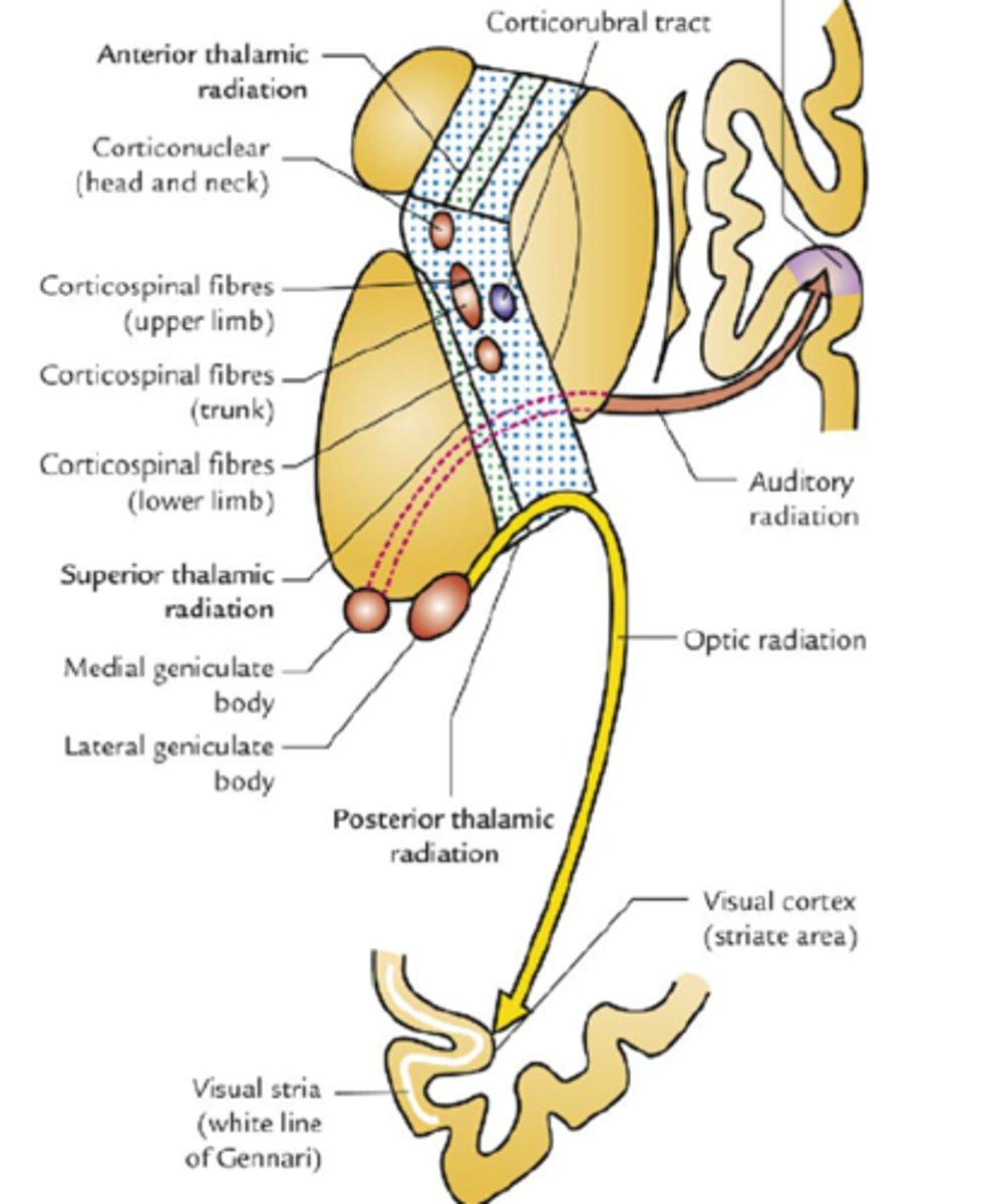 <p>- drogi ruchowe w kolanie i przedniej części odnogi tylnej</p><p>- czuciowe w tylnej części odnogi tylnej</p><p>- wzrokowe w części zasoczewkowej i podsoczewkowej</p><p>- słuchowe w części podsoczewkowej</p>