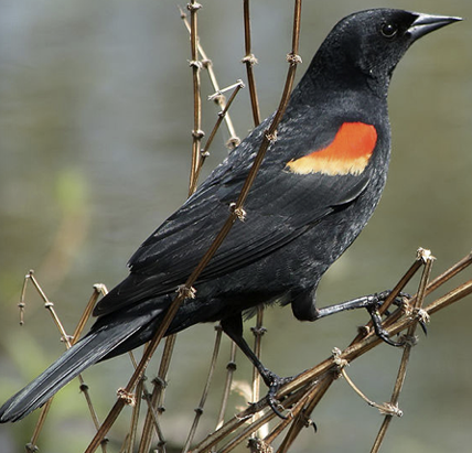 <p>What Bird is this? and gender</p>