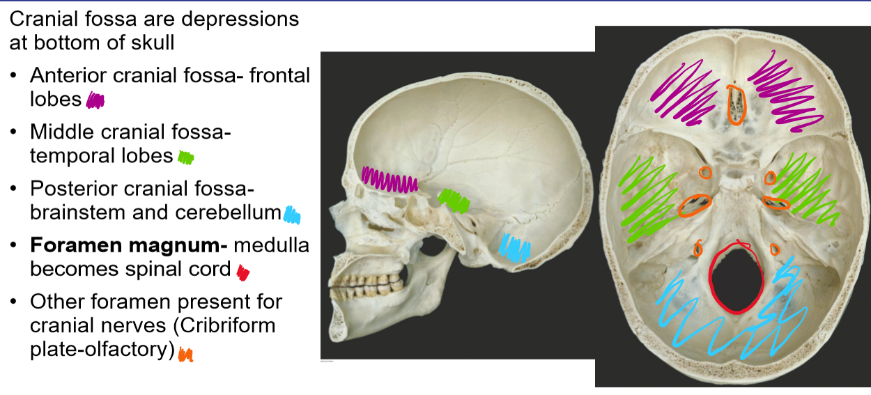 <p>Depression at the bottom of the skull</p><p>Anterior cranial fossa- frontal lobes </p><p>Middle cranial fossa- temporal lobes </p><p>Posterior cranial fossa- brainstem and cerebellum</p><p>Foramen magnum- medulla becomes spinal cord </p><p>Other foramen present for cranial nerves (Cribriform plate-olfactory)</p>