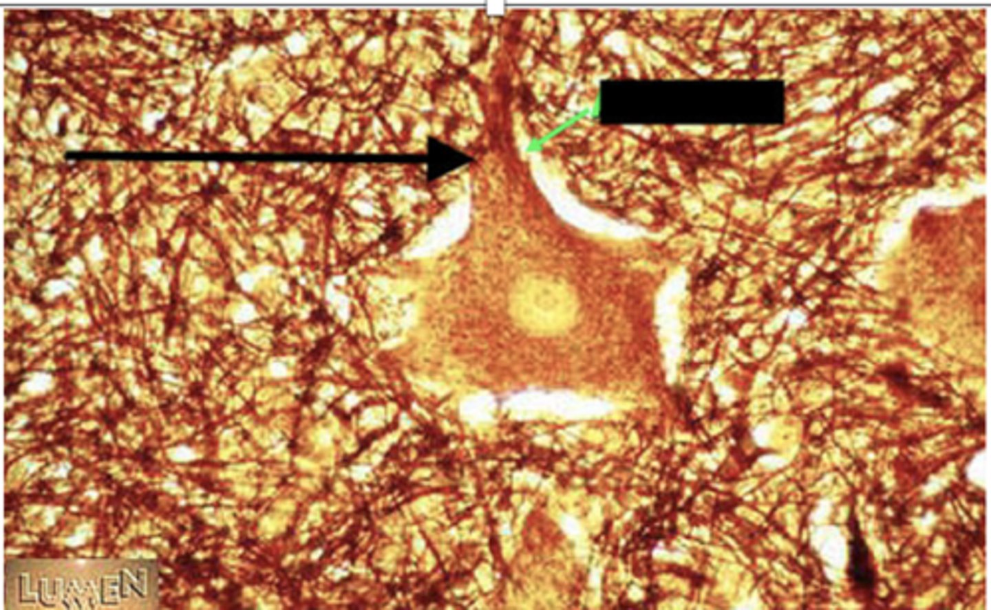 <p>Identify the specific structure</p>