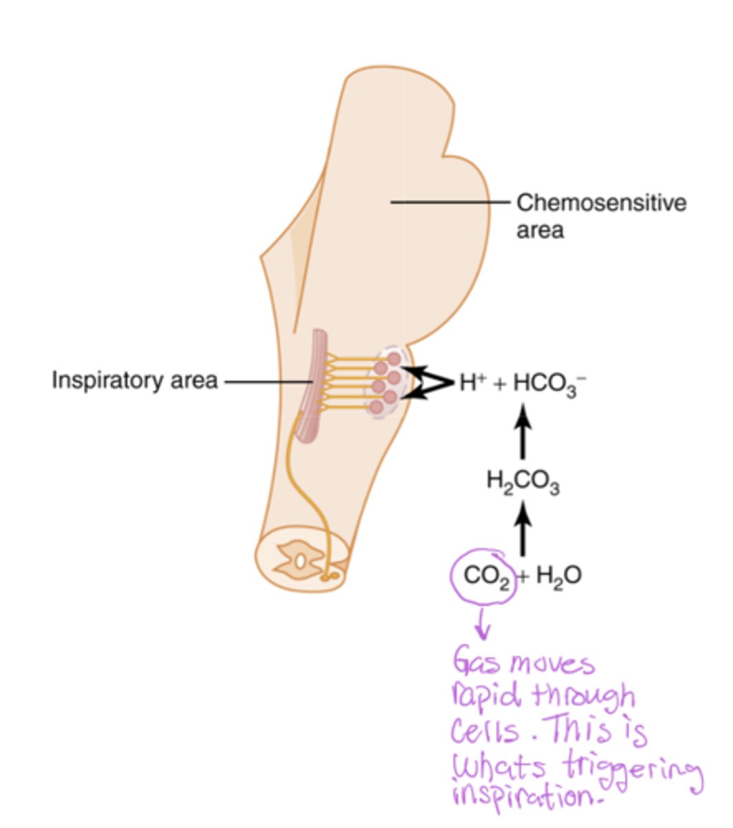 <p>CO2 causes the creation of H+ wil leads to the activation of these receptors</p>