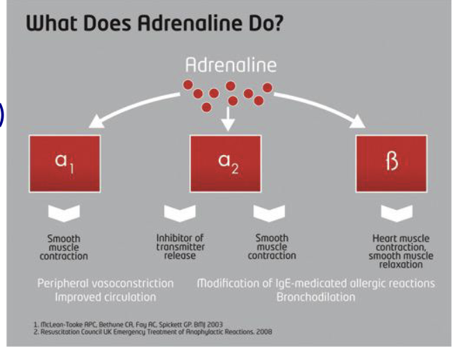 <p>"Activates <u>all</u> adrenergic receptor subtypes.</p>