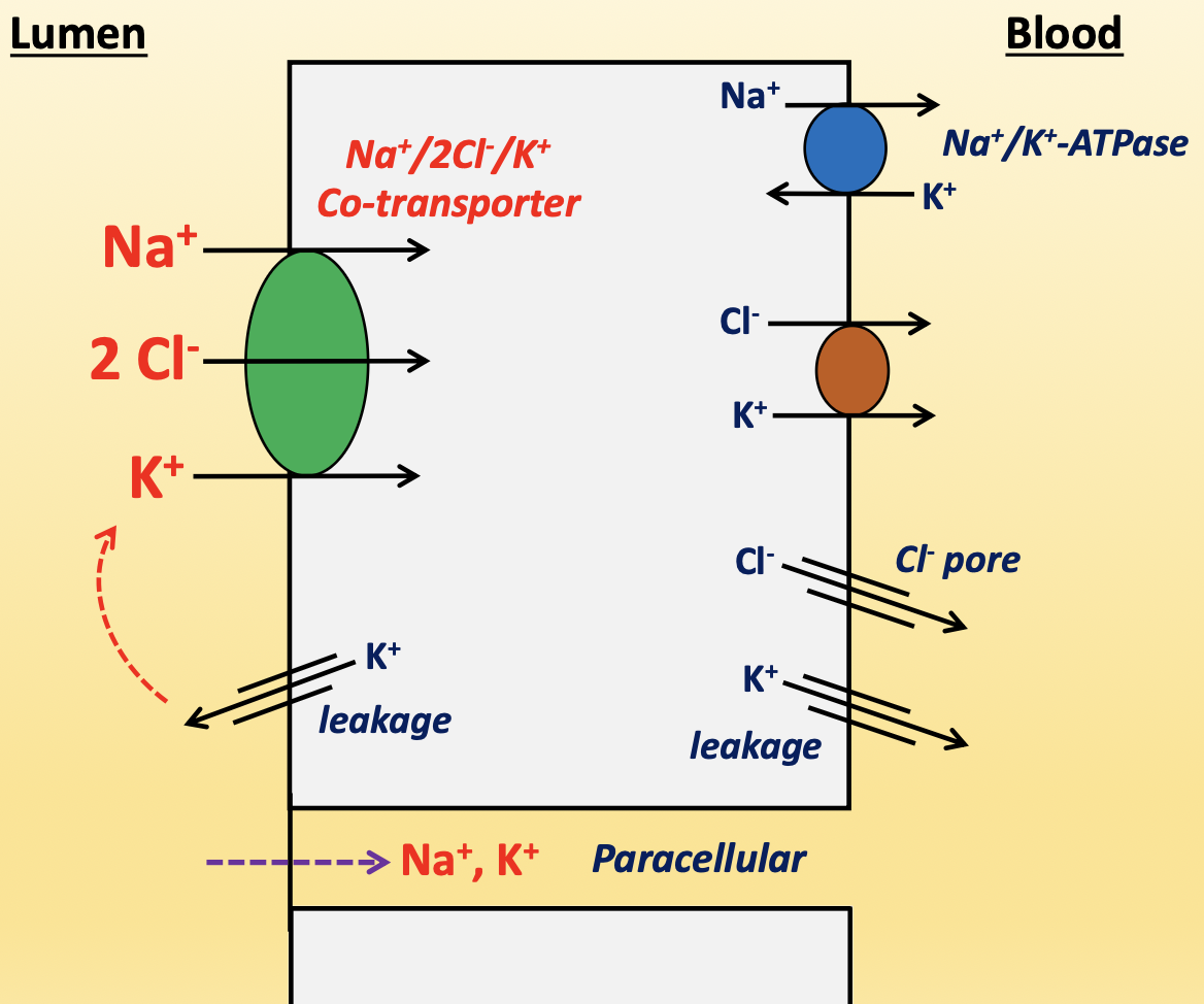 <p>cells do not have brush border, so reabsorption is not as abundant</p><ul><li><p>Na<sup>+</sup>/2Cl<sup>-</sup>/K<sup>+</sup> co-transporter (apical)→ macula densa sensor that detects NaCl in filtrate for TGF response</p><ul><li><p>responsible for 20-30% of hyperosmotic gradient</p></li><li><p>K<sup>+</sup><sub><sup> </sup></sub>back leak is key to keep the transporter working, but also creates a negative charge in lumen to push Na<sup>+</sup> and K<sup>+</sup> paracellularly</p></li><li><p>ADH increases activity of transporter</p></li><li><p>diuretic: furosemid (Lasix)</p></li></ul></li><li><p>Na<sup>+</sup>/K<sup>+</sup>-ATPase (basolateral) → pumps Na<sup>+ </sup>out and K<sup>+ </sup>in</p></li><li><p>Cl<sup>-</sup>/K<sup>+</sup> co-transporter (basolateral) → pumps<sup> </sup>Cl<sup>-</sup> and K<sup>+</sup> out</p></li><li><p>K<sup>+</sup> and Cl<sup>-</sup> pores (basolateral) → leaks K<sup>+</sup> and Cl<sup>-</sup></p></li></ul><p></p>