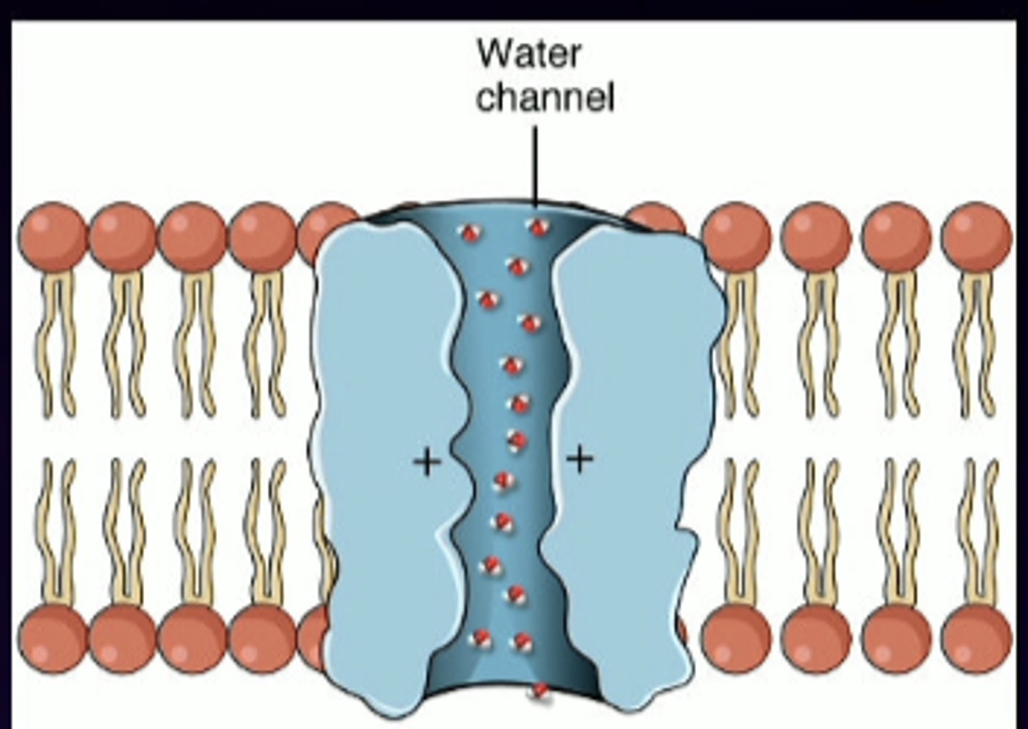 <p>vasopressin increases the levels of aquaporin in kidneys to...</p>