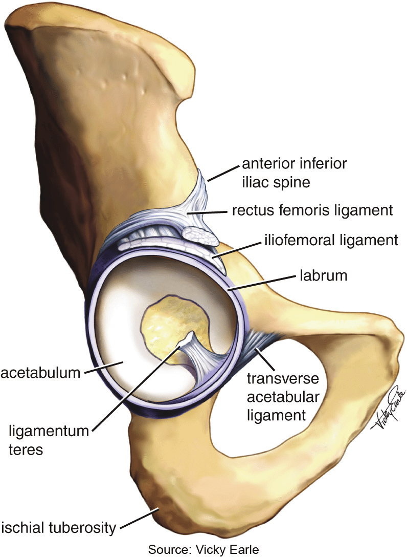 <p>Ligament connecting the femoral head to the acetabulum; not a major stabilizer in adults; transmits a vessel to the head during childhood.</p>