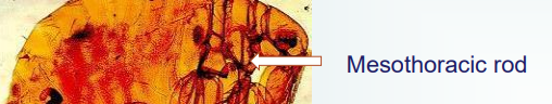 <p>Xenopsylla cheopis Oriental rat flea</p><p>no combs</p><p>mesothoracic rod with long bristles and a flattened body.</p>