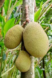 <p>Jackfruit</p>