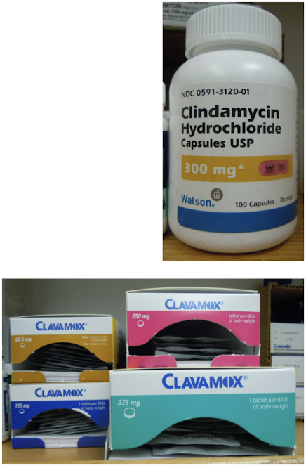 <p>Antibiotics should be chosen based on C&amp;S results. Prior to C&amp;S results, assume Staphylococcus sp. or mixed infection. Initially they should be given IV and orally for long term; treatment should be continued for 6-8 weeks. <br><br>For areas with a large amount of soft tissue, we can use local delivery systems. <br><br>Antibiotics alone will NOT eradicate the infection if biofilm is present. </p>