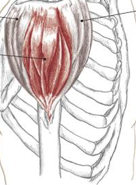 <p>what muscle is this</p>