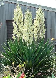 <p>What is this plant?</p>