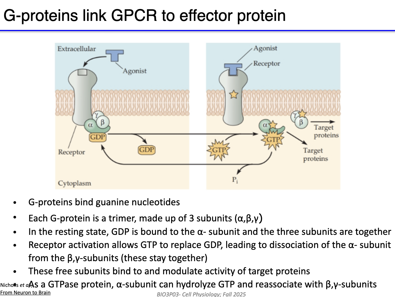 <ul><li><p><strong>Unbound state:</strong> GPCR not bound to agonist; G protein complex associated with GDP.</p></li></ul><ul><li><p><strong>Agonist/NT binding:</strong> NT binds → conformational change → GDP released, GTP binds α-subunit.</p></li><li><p><strong>Subunit activation:</strong> α-subunit (or βγ complex) separates to modulate effector proteins (e.g., channels).</p></li><li><p><strong>Signal duration:</strong> Active until α-subunit hydrolyzes GTP → GDP; subunits reassemble with GPCR.</p></li><li><p><strong>Key point:</strong> One agonist binding can activate the G protein complex for a duration determined by GTP hydrolysis.</p></li></ul><p></p>