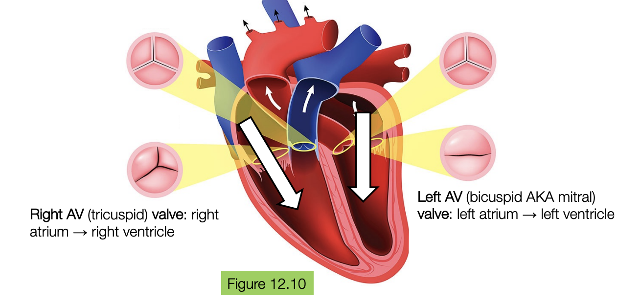 <p>they are the valves WITHIN the heart where the pressure in the atria is higher than the pressure in the ventricle, the valve would open and blood would flow down from the atria to the ventricle</p><p>if the pressure of the blood is higher in the ventricle than the atria, the valve would be shut and blood would not flow through</p>