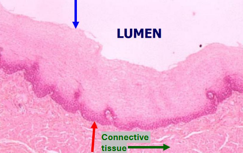 <p>Tissue locations</p>