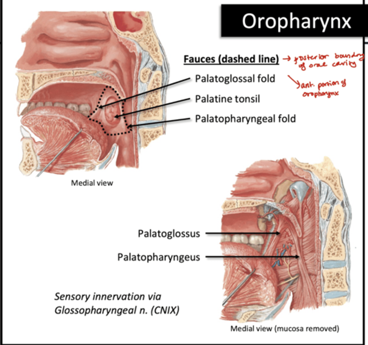 <p>extrinsic muscles of tongue push bolus into oropharynx</p>