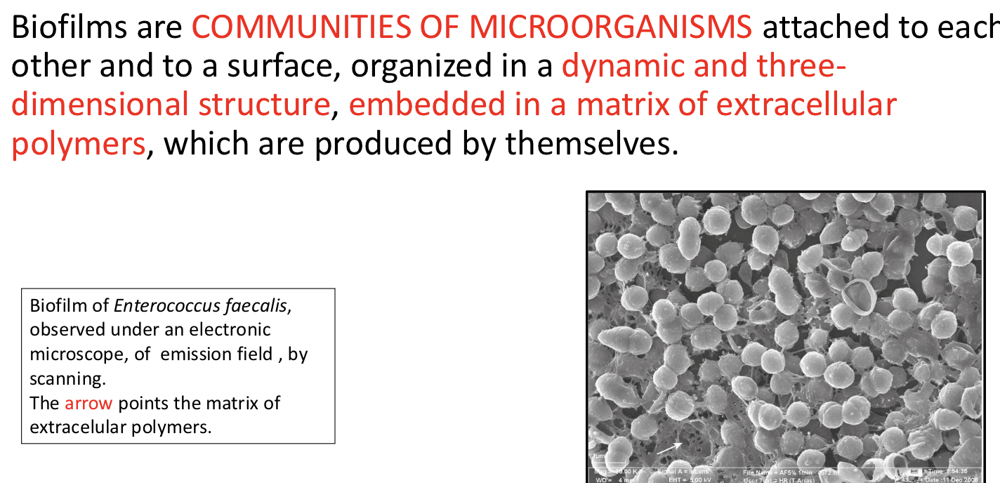 <p>Oral biofilms are groups of bacteria embedded in matrices that attach to surface. 15-20% microbial population. 80-85% matrix with polysaccharides, proteins and Is interprocimal, sub gingival and suprgingival. 700 bacterial species present in oral biofilms.</p><p></p>