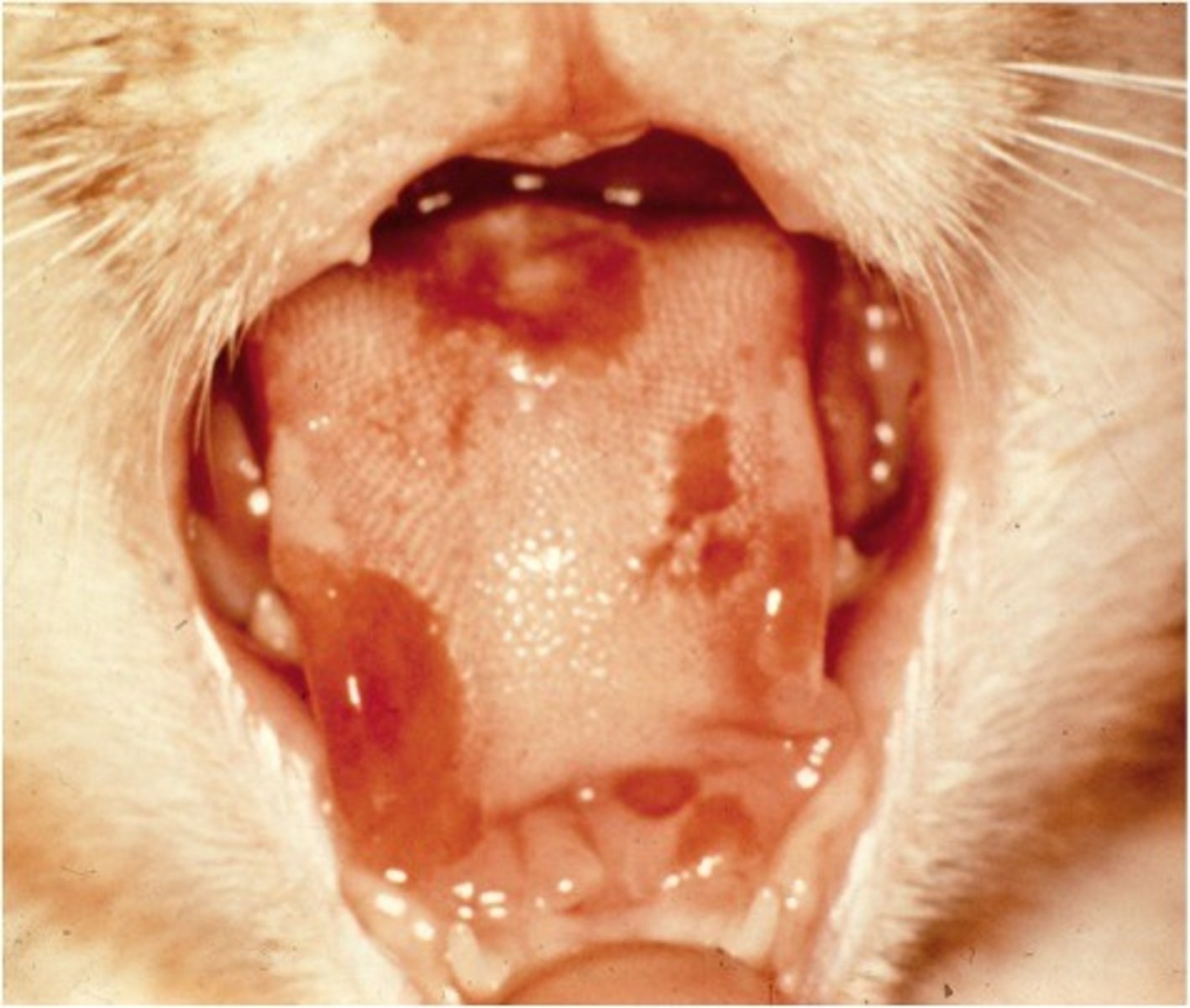 <p>Acute Upper respiratory infection, fever, anorexia, acute stomatitis (mucosal ulceration or vesiculation), chronic stomatitis and a limping syndrome</p><p>Asymptomatic infection and viral shedding is common</p><p>Limping syndrome due to an idiopathic acute synovitis also described</p>