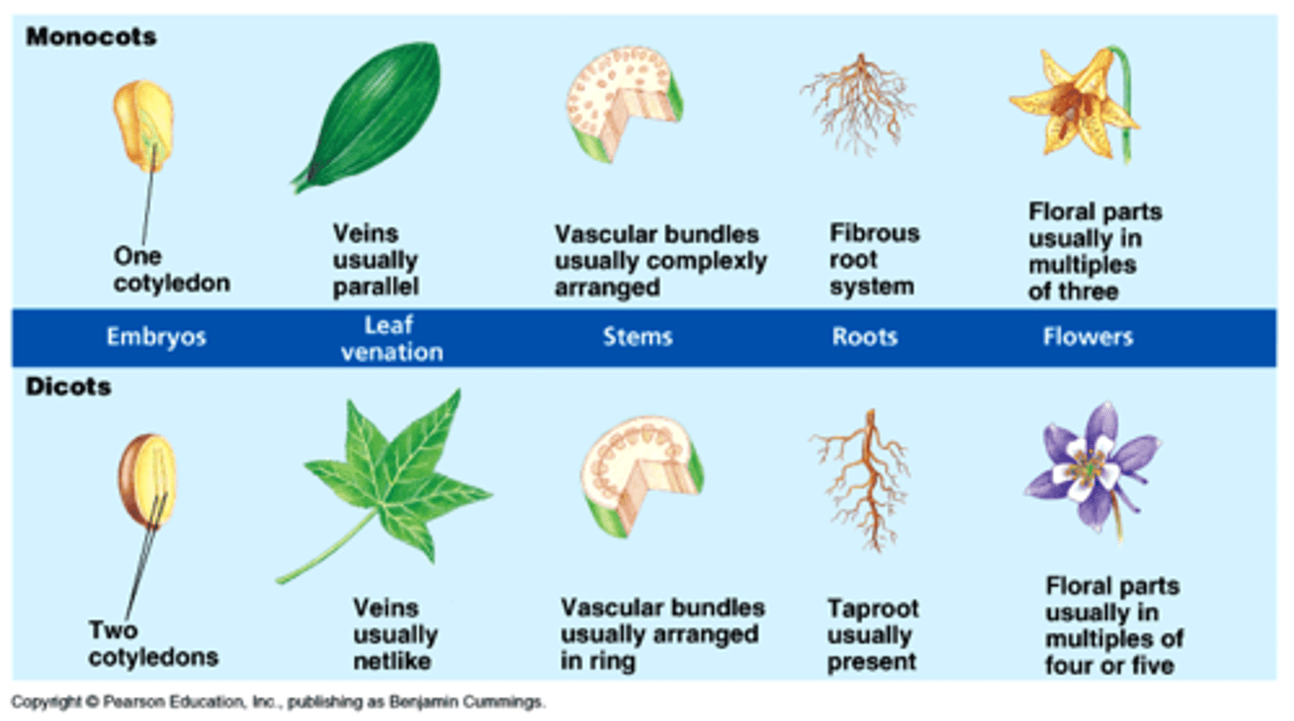 <p>mono: one cotyledon, parallel veins on leaf, no main root, petals in multiples of 3, scattered vascular tissue</p><p>euni: 2 cotyledons, netlike veins, main root, petals in multiples of 4 or 5, vascular tissue in ring</p>
