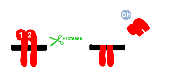 <ul><li><p>physiological significance of GHBP poorly understood</p><ul><li><p>prolong GH half life?</p></li><li><p>compete with GH receptor for GH? </p></li></ul></li><li><p>intracellular portion can be cleaved off</p></li><li><p>extracellular portion is GHBP</p></li><li><p>role of GHBP is not known </p></li><li><p>TNF converting enzyme involved in cleavage of receptor </p></li></ul><p></p>