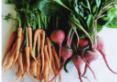 <p>what type of root modification</p>