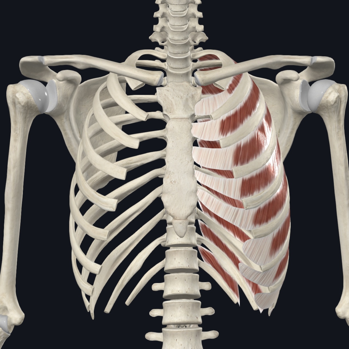 <p>Supports intercostal space during respiration; elevates ribs during forced inspiration</p>