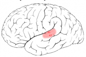 <p>Primary Auditory Cortex</p>