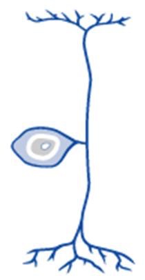 Singular long dendrite extends from the cell body and merges with the axon