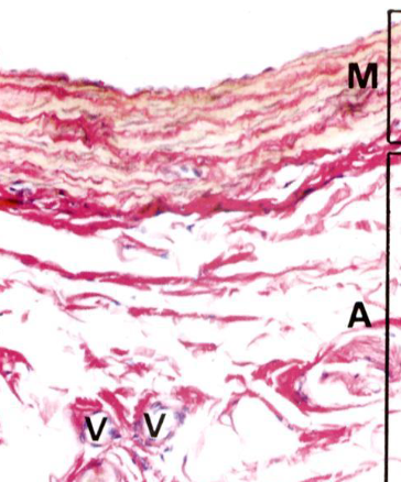 <ul><li><p><em>Tunica media </em>contains a few layers of smooth muscle cells</p></li><li><p><em>Tunica adventitia </em>contains some elastin and collagen fibers, arranged longitudinally</p></li><li><p>No elastin <em>laminae</em></p></li><li><p>M, <em>tunica media</em>; A, <em>tunica adventitia</em></p></li></ul><p></p>