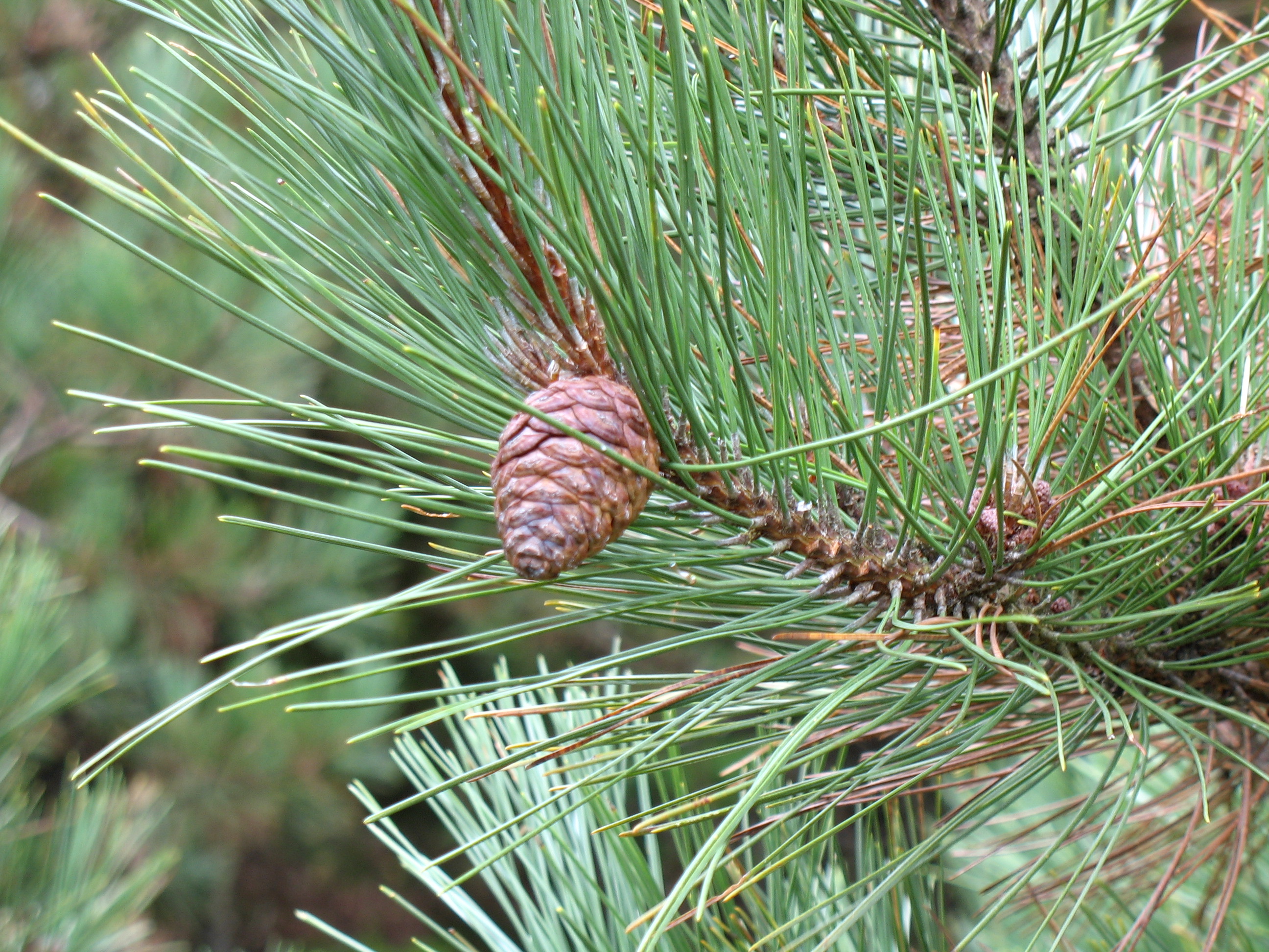 <p>Common name: Red pine</p><p></p><p>Genus: Pinus</p><p></p><p>Species: resinosa</p><p></p><p>Family: Pinaceae</p>