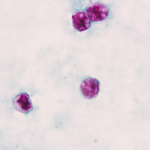 <p>not immediately infectious</p>