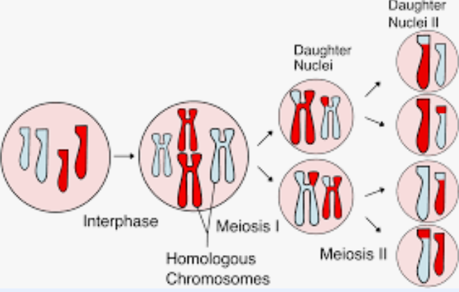 <p>a process that creates haploid gametes cells in sexually reproducing diploid organisms</p><p>results in daughter cells with half the number of chromosomes as the parent cell</p><p>ex. humans have a diploid, 2n=46→meiosis produces sperm and eggs that are haploid n=23</p><p>involves two rounds of division</p><p>meiosis I and meiosis II</p>