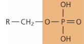 <p>functional group - phosphate</p>