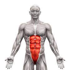 <p>ab muscle </p>