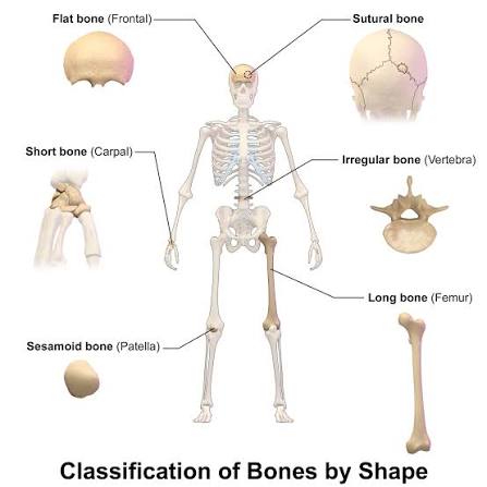 <p>Long, Short, Flat, Irregular, Sesamoid, Sutral</p>