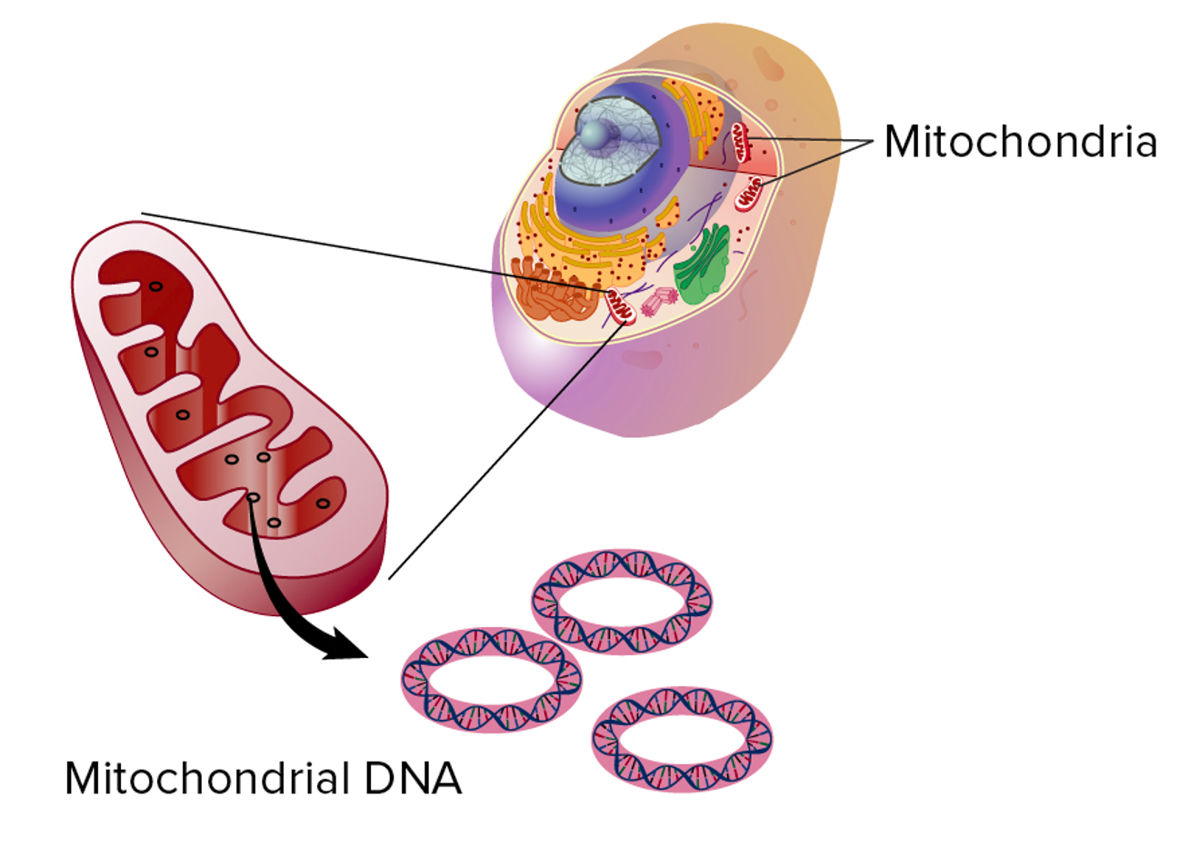 <p><span>•mtDNA is in the form of small circular molecules that are not bound by histones.</span></p><p><span>•~ 5-10 molecules of mtDNA in each mitochondrion.</span></p>
