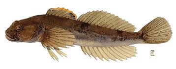 <p>Family Cottidae</p>