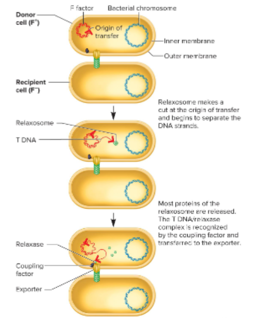 <p>What are the steps for the mechanism of transfer in conjugation?</p>
