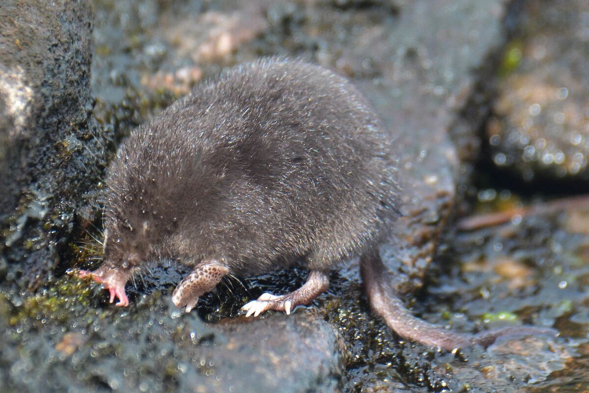 <p>Condylura cristata</p>
