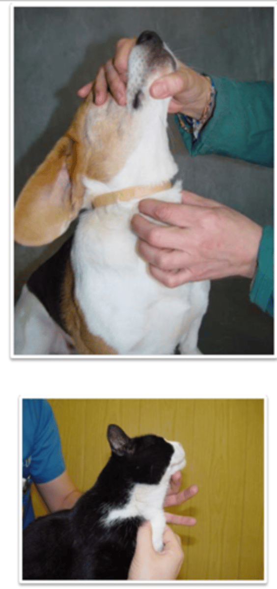 <p>what is being performed?</p>