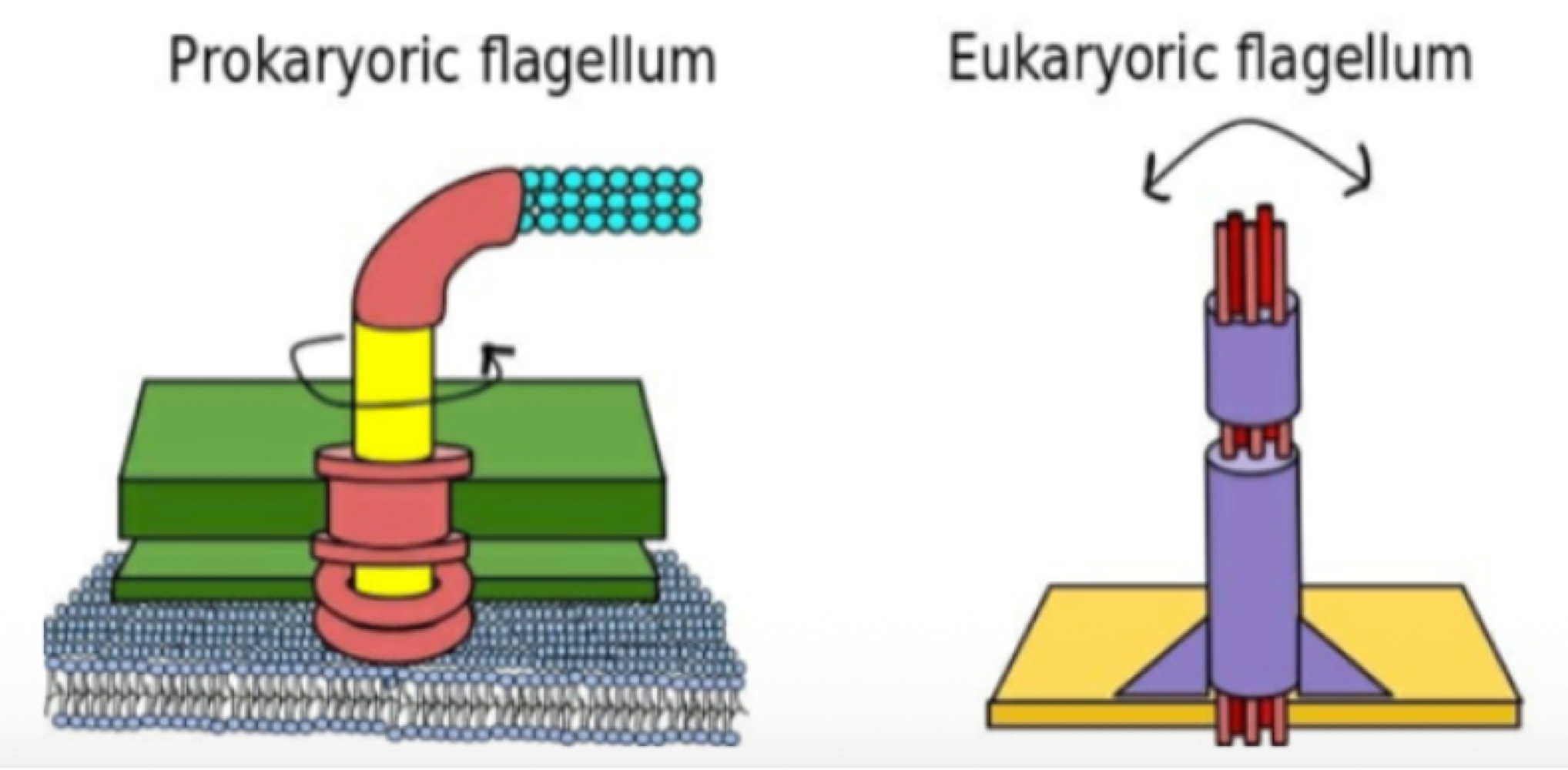 <p>Prokaryotic flagella:</p><ul><li><p>use flagellin protein</p></li><li><p>proton motive force as energy source</p></li><li><p>move in a clockwise motion</p></li><li><p>no membrane → external apendage </p></li><li><p>use a 2 component system to change direction </p></li></ul><p>Eukaryotic flagella:</p><ul><li><p>structure is more similar to cillia and more complex</p></li><li><p>consists of microtubule filaments with motor proteins and actin, and uses motor proteins for flagella movement (side-to-side)</p></li><li><p>uses ATP hydrolysis as energy source</p></li><li><p>moves in waves rather than rotation</p></li><li><p>membrane-bound extension of the cell</p></li><li><p>can also do gliding through focal adhesions → more directed because can control where focal adhesions go</p></li></ul><p></p>