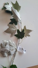Populus alba