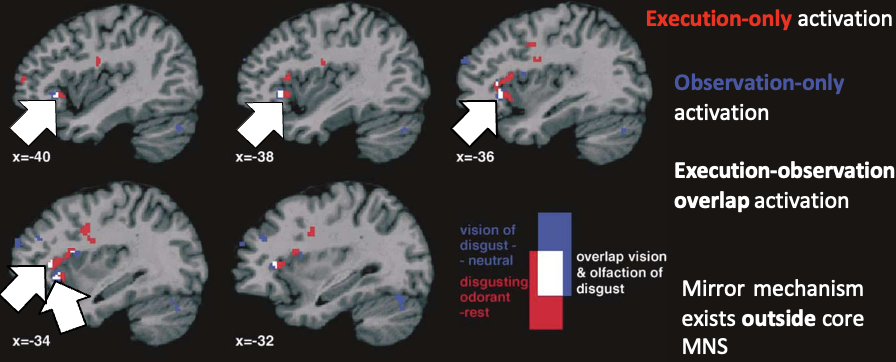 <ul><li><p><span><span>Found areas that only activated during execution (red dots)</span></span></p></li><li><p><span><span>Also found certain regions that only activated while watching</span></span></p></li><li><p><span><span>And revealed areas in the brain where they saw the neural overlap- neurons fired when smelling and observing</span></span></p><ul><li><p><span><span>This finding is important for empathy as just watching something is enough to make you feel the way someone else is feeling</span></span></p></li></ul></li></ul><p></p>