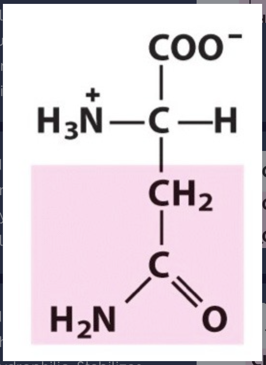 Chem 20 Protein Amino Acids Flashcards Knowt