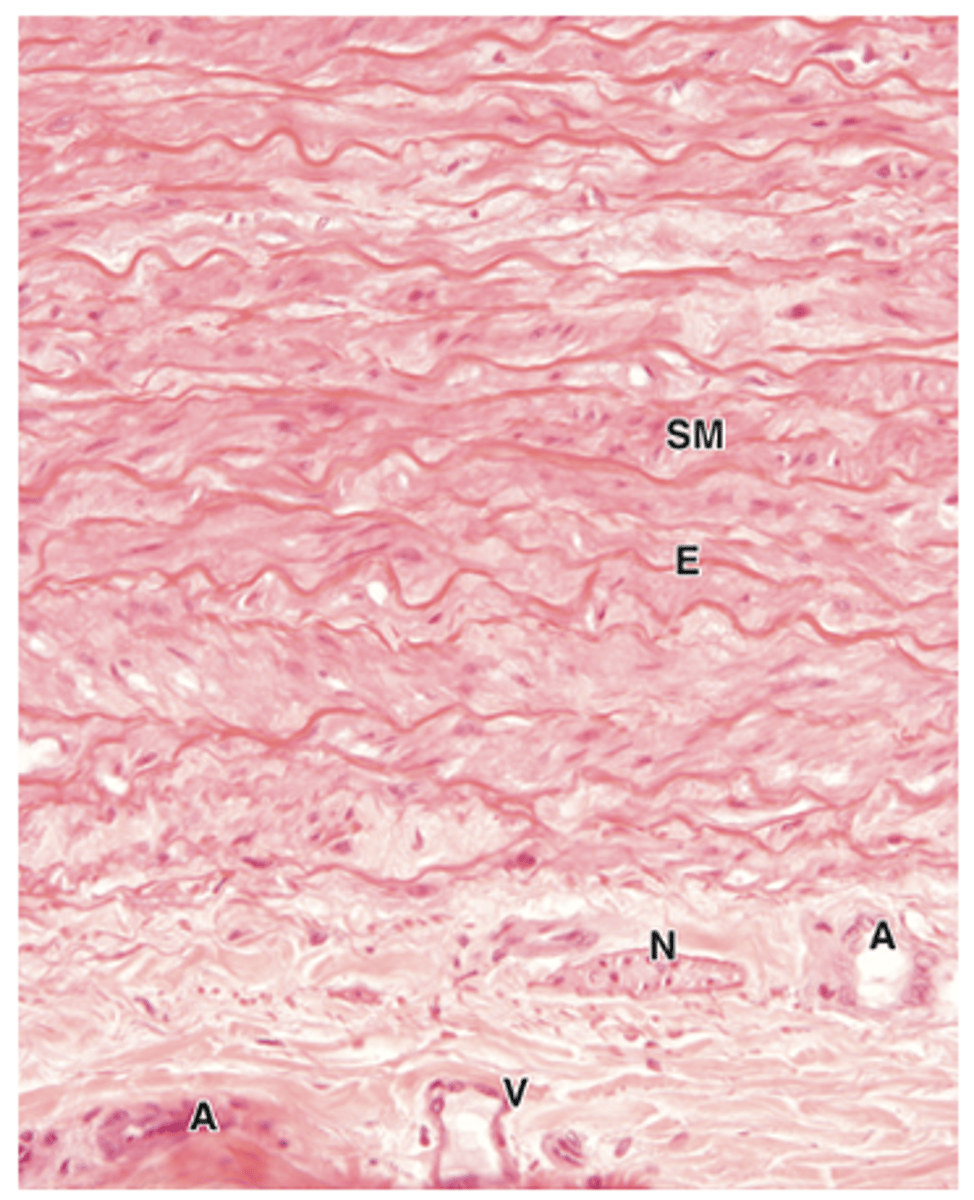 <p>What structures are found in the adventitia of large arteries and veins, and what is their function?*** (2)</p>