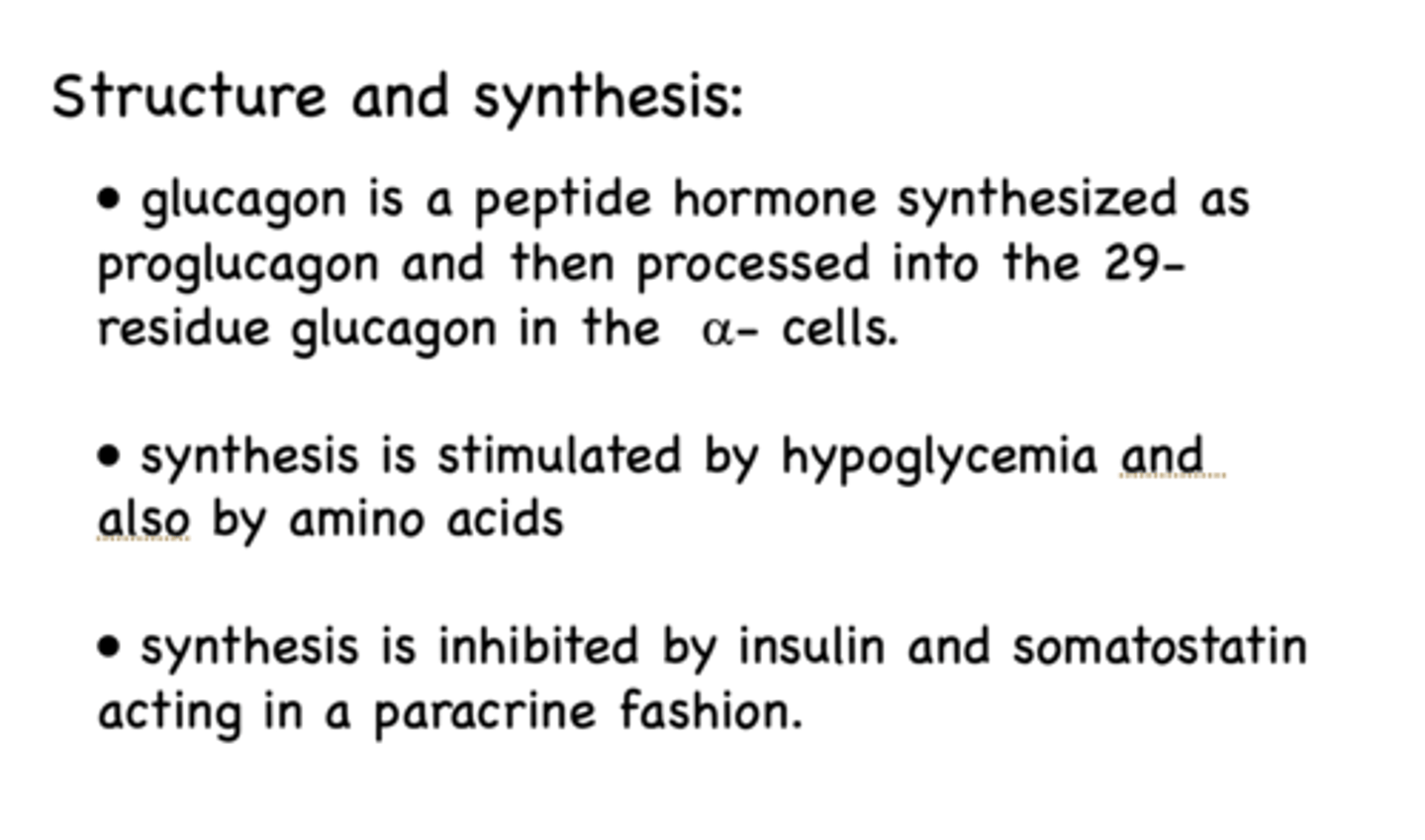 <p>Alpha cells</p>
